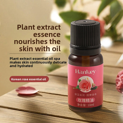 Rose mugwort plant essential oil