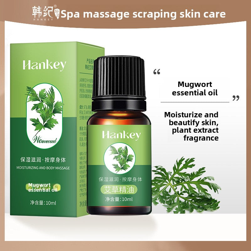 Rose mugwort plant essential oil
